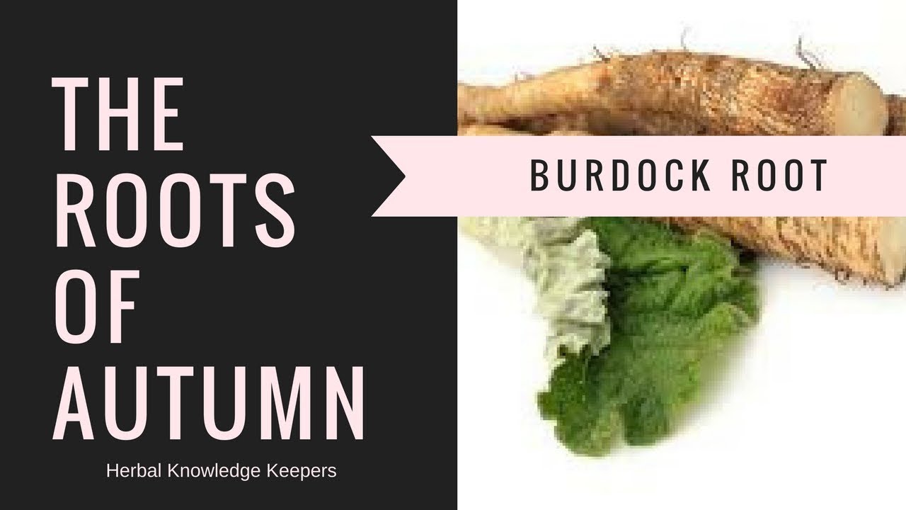 Burdock Root with Herbal Knowledge Keepers - YouTube