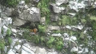 Deer at Joshimath, Chamoli  Uttarakhand
