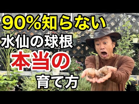 水仙:春の兆しを感じる植え付け時期 植物