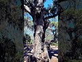 Amazing grand old oak tree