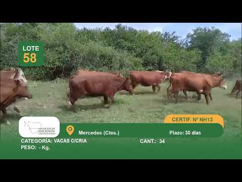 Lote Vaca con cría - Mercedes Ctes