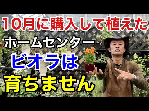 園芸 スプーンパーム