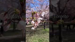 トロントの桜🌸🇨🇦