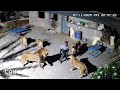 SUDAH GILA Ini Alasan India Membiarkan Warganya Dimangsa Singa Harimau Dan Macan Tutul