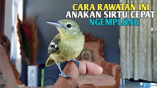 Download lagu HOW TO CARE FOR SIRTU CHIRPING POTENTIALS SO THEY GET OUT QUICKLY mp3 Download lagu HOW TO CARE FOR SIRTU CHIRPING POTENTIALS SO THEY GET OUT QUICKLY mp3