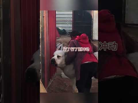 好啦有面子了對面的是你虎哥！ #搞笑配音 #funny #搞笑 #遊戲娱乐卜猪