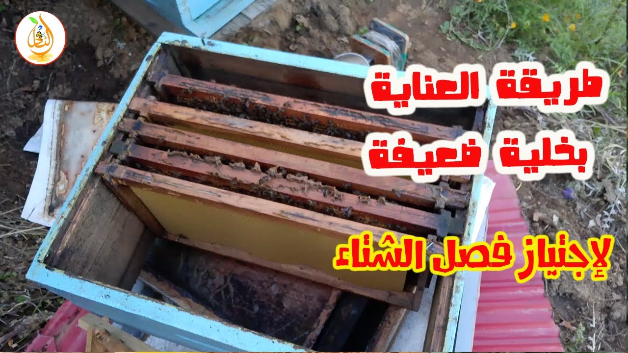 كيف تعتني بخلية ضعيفة خطوة بخطوة؟ سر بقاء النحل في فصل الشتاء