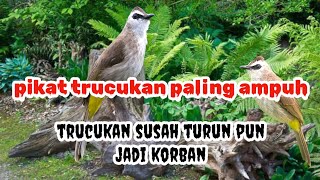 Download lagu PIKAT TRUCUKAN PALING AMPUH | pikat trucukan susah turun mp3