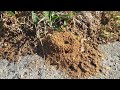 So Many Pavement Ants on the Sidewalk in Trenton, NJ