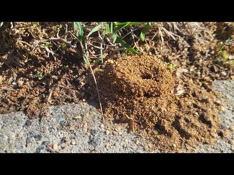 So Many Pavement Ants on the Sidewalk in Trenton, NJ