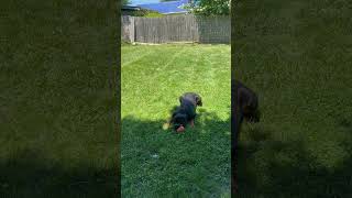 Video preview image #1 Rottweiler Puppy For Sale in Mooresville, NC, USA