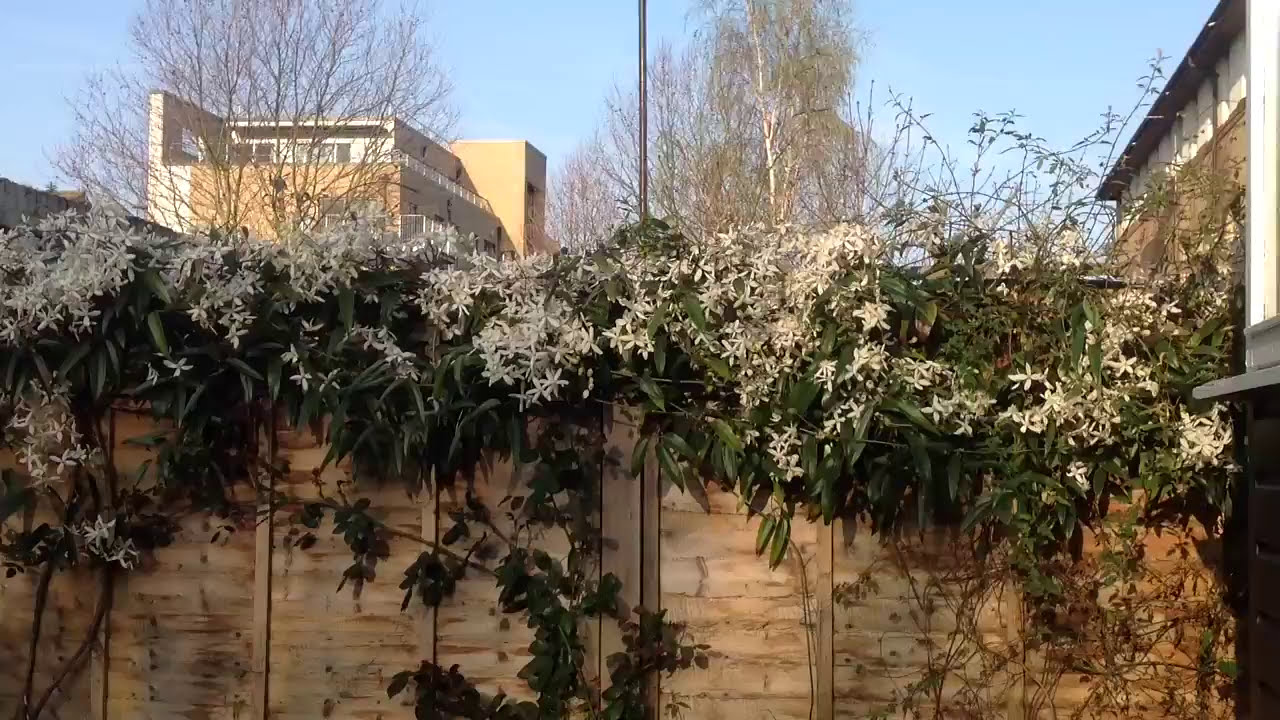Large Clematis Armandii in full bloom