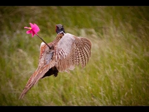 How to Hunt Pheasant with a Bow