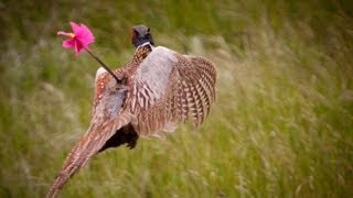 How to Hunt Pheasant with a Bow