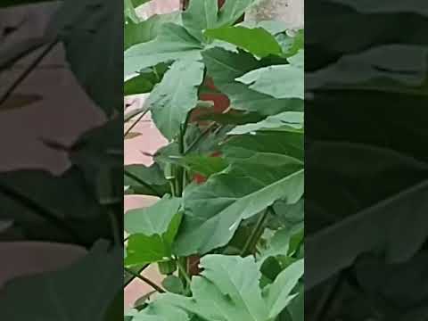 Fernandes Tourinho, Minas Gerais, chácara do meu pai tudo de bom 🙌🥭🌴🌳🕊️