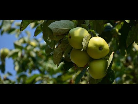 Papierówki idealnie nadają się na szarlotkę  Też ich używacie