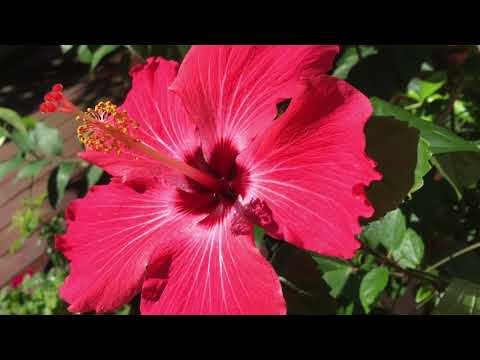 Hello My Love Goodbye - Anne Hills