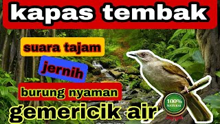 Download lagu masteran murai batu || suara burung kapas tembak dengan terapi suara gemericik air mp3