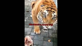 Download lagu status wa||kata harimau bijak #katakata #harimau #status #viral #shorts mp3