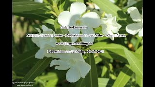 Galerie Fotoserie Nerium oleander, weiss Rüdesheim an der Nahe Rheinhessen