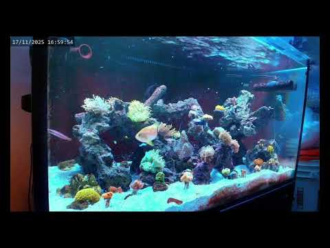 Borbonius anthias feeding