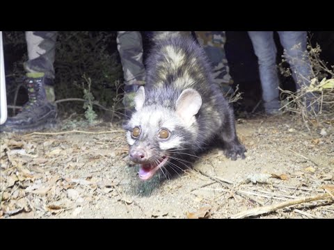 एक ऐसा जीव जो गडे मुर्दे उखाडकर खाता है? जानिए इसके पिछे का असली सच Rescue civet cat animal