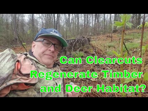 Clearcuts and Deer Habitat