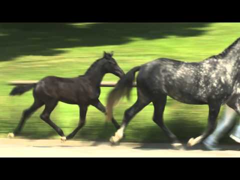 SF v. Fahrenheit - Lord Fantastic