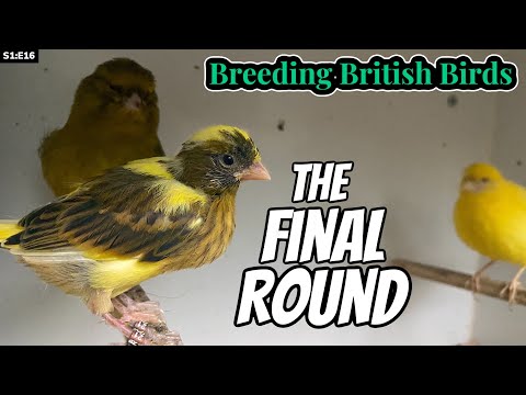 The FINAL Round | Breeding British Birds S1:E17