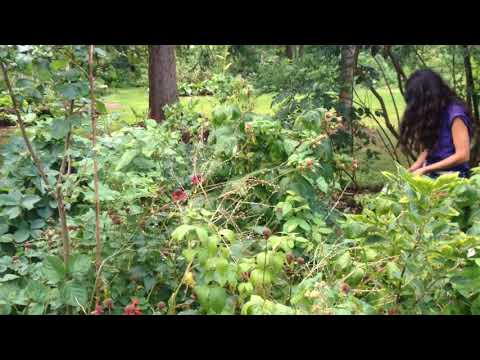 Polycultures and Guilds 6 - Apple with Nut Trees and thicket of fruits