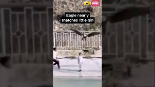 Download lagu Eagle nearly snatches little girl mp3