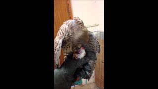 Feeding a Common Kestrel.
