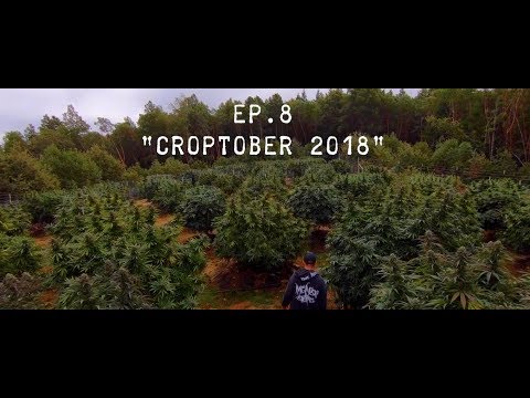 THE "GREEN DOPE" PROJECT Ep.8 "Croptober 2018"