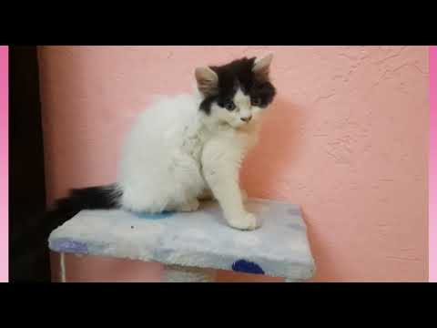 🐈‍⬛😻The Cute Kittens😻🐈‍⬛