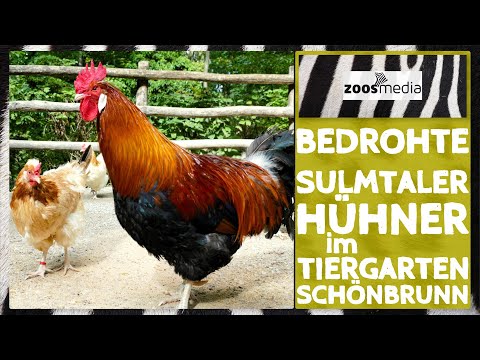 Zoo Vienna: Sulmtaler HÜHNER auf dem Tiroler Hof 🐣 | zoos.media