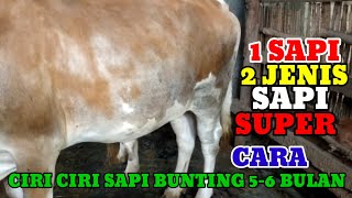 Download lagu HOW TO DISTINGUISH SUPER PREGNANT BREED COWS 5-6 MONTHS mp3