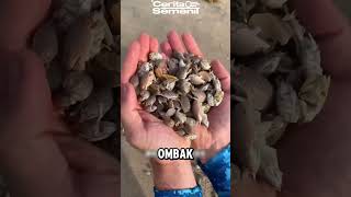 Download lagu The process of catching and cooking sea antlers mp3