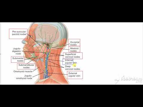 lymph nodes in submandibular triangle