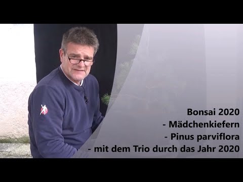 Bonsai 2020-52 - Mädchenkiefern - Pinus parviflora - mit dem Trio durch das Jahr 2020