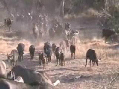 Herd of buffalo in Djuma, Sabi Sand Game Reserve