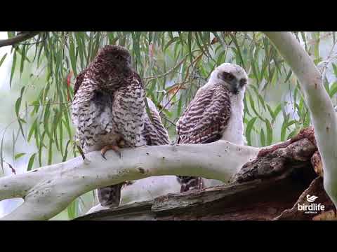 The Powerful Owl - BirdLife Australia