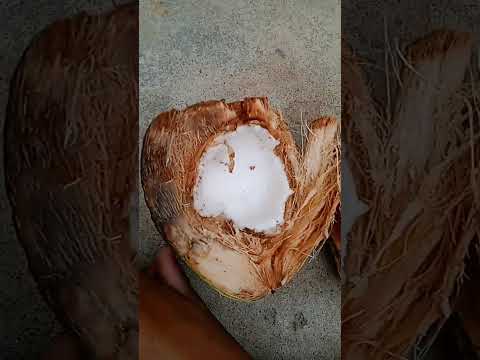 sweet coconut 🥰😘😍😋😊☺️