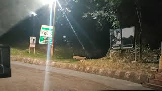 Leopard Sighting In Lansdowne Uttarakhand