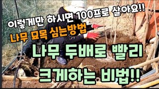 묘목 나무 두배로 빨리 크게하는 비법!나무 100프로 살게 심는방법! #나무100프로살게심는방법 #묘목나무심…