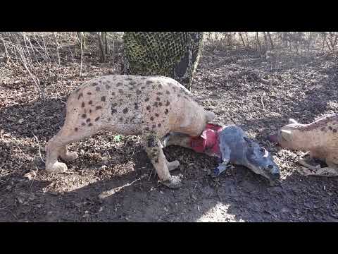 Einflüsse auf die Entfernungswahrnehmung beim Bogenschießen - mit praktischen Beispielaufnahmen