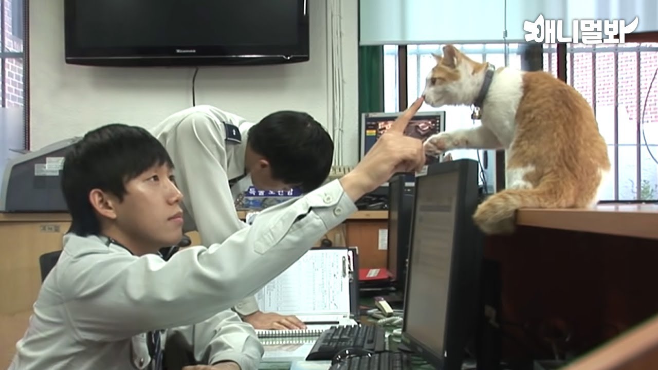 Mango the cat making itself comfortable at a police station