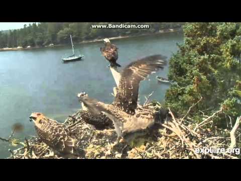 Osprey chick Pan is doing extended hovering, almost ready to fledge!