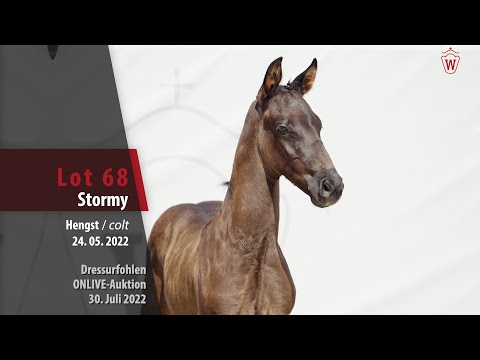 OnLive-Auktion Lot 68 Stormy Hengst v. Sir Heinrich - Mon Cherie