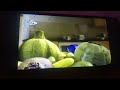 VEGIMALS PARROT BABYTV