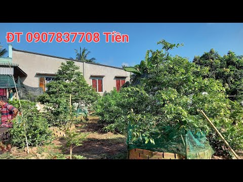 Giao lưu cùng quý anh chị 30 cây Mai vàng tàng đẹp đế trung bình ạ ĐT 0907837708 Tiền